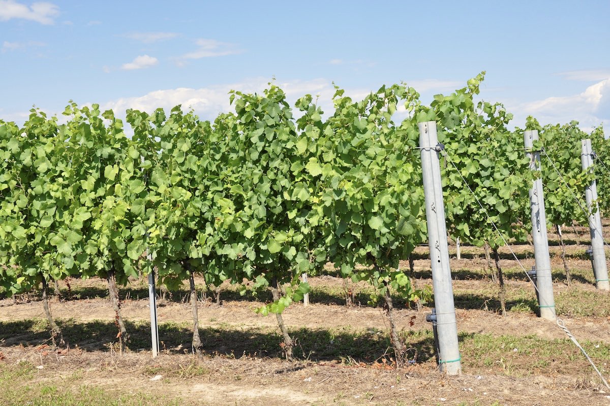 L'irrigazione a goccia in vigneto rappresenta un investimento strategico nella resilienza del vigneto